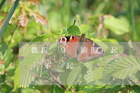 微粒貸9萬逾期會起訴嗎(微粒貸逾期4萬多會不會起訴)
