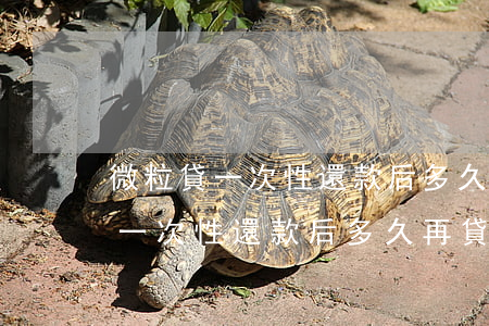 微粒貸一次性還款后多久再貸最佳-微粒貸一次性還款后多久再貸最佳利息