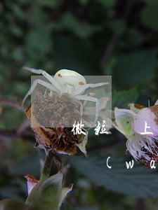 微粒貸上還欠八千元算是大額度嗎(微粒貸8萬(wàn))