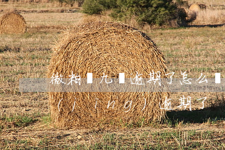 微粒貸九萬逾期了怎么辦(微粒貸欠9萬已經(jīng)逾期了)