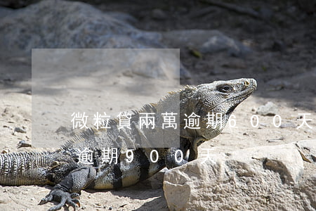 微粒貸兩萬逾期600天(欠微粒貸8000逾期900天)