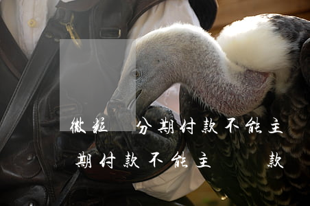 微粒貸分期付款不能主動還款嗎-微粒貸分期付款不能主動還款嗎為什么