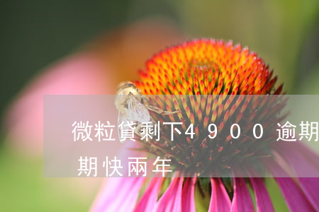 微粒貸剩下4900逾期(微粒貸2000逾期快兩年)