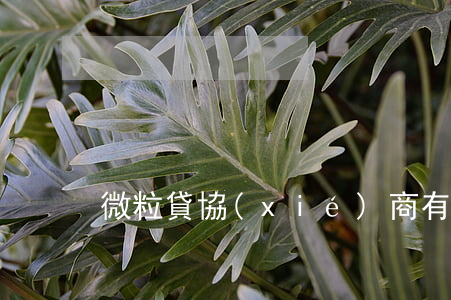 微粒貸協(xié)商有什么政策