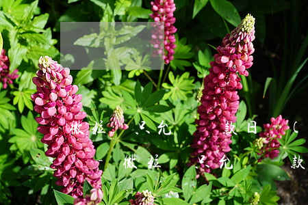 微粒貸只允許還款日當(dāng)天還款嗎-微粒貸只允許還款日當(dāng)天還款嗎安全嗎