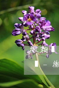 微粒貸只還本金的一半是真實(shí)的嗎-微粒貸只還本金的一半是真實(shí)的嗎?