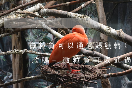 微粒貸可以通過賬號轉(zhuǎn)賬還款嗎-微粒貸可以通過賬號轉(zhuǎn)賬還款嗎安全嗎