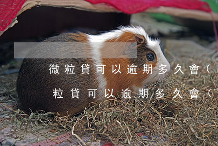 微粒貸可以逾期多久會(huì)被起訴(微粒貸可以逾期多久會(huì)被起訴)