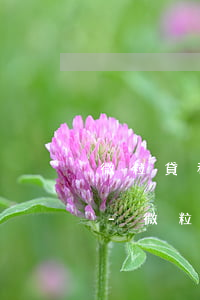 微粒貸和信用卡都逾期了先還哪個(gè)-微粒貸和信用卡都逾期了先還哪個(gè)額度