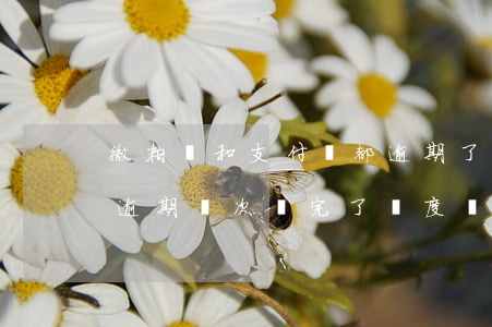 微粒貸和支付寶都逾期了先還哪個-微粒貸逾期幾次還完了額度還會再給嗎
