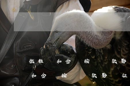微粒貸和金條按時還款影響征信嗎-微粒貸和金條按時還款影響征信嗎