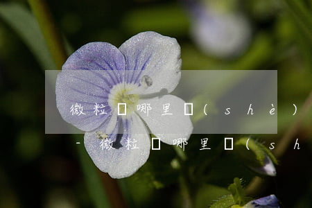 微粒貸哪里設(shè)置用微信錢包還款-微粒貸哪里設(shè)置用微信錢包還款的
