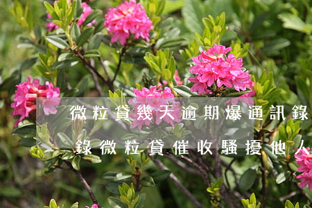 微粒貸幾天逾期爆通訊錄(微粒貸催收爆通訊錄,微粒貸催收騷擾他人)