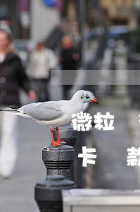 微粒貸微卡還款不限額什么意思-微粒貸微卡還款不限額什么意思呀
