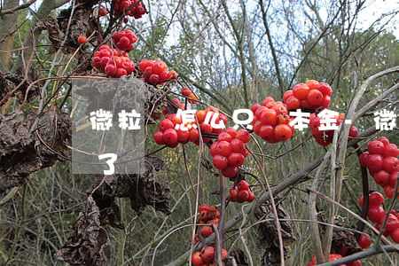 微粒貸怎么只還本金-微粒貸怎么只還本金了