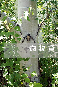 微粒貸怎么用微信上的零錢還款-
