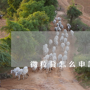 微粒貸怎么申請延遲一個(gè)月還款-