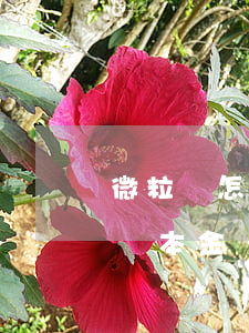 微粒貸怎樣只還本金不用利息（微粒貸怎樣只還本金）