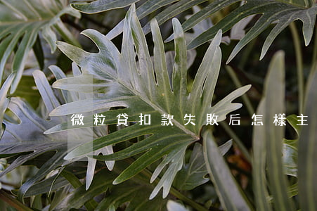 微粒貸扣款失敗后怎樣主動還款-