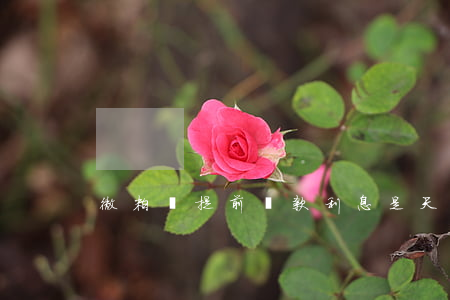 微粒貸提前還款利息是天算天嗎-