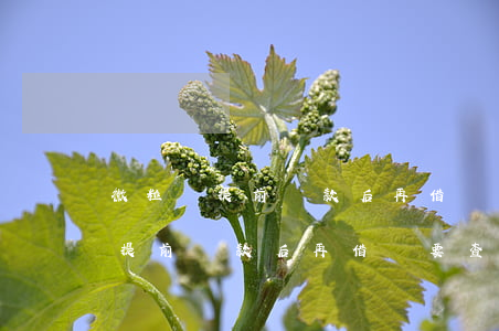 微粒貸提前還款后再借還要查征信-微粒貸提前還款后再借還要查征信嗎