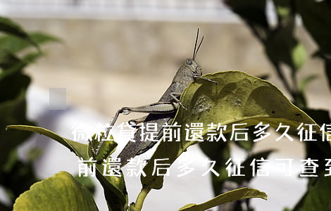 微粒貸提前還款后多久征信可查-微粒貸提前還款后多久征信可查到