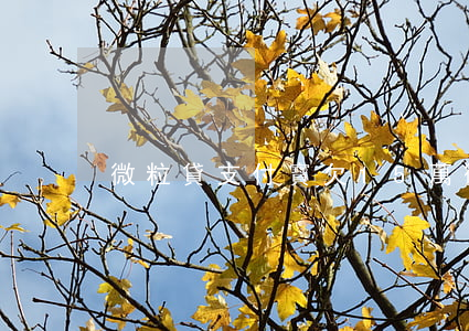 微粒貸支付寶欠15萬(微粒貸欠11萬)