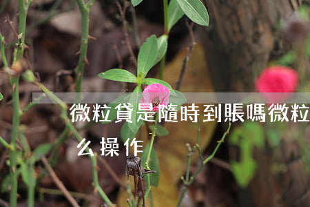 微粒貸是隨時到賬嗎 微粒貸是隨時到賬嗎怎么操作