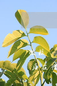微粒貸有借款會影響信用卡申請（信用卡逾期后在借微粒貸可以嗎）