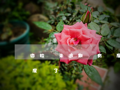 微粒貸未逾期還有額度嗎(微粒貸逾期1天額度沒了)