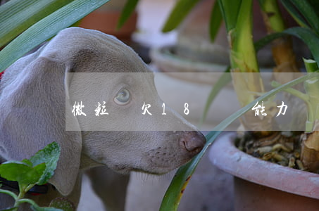 微粒貸欠18萬沒能力還怎么辦-