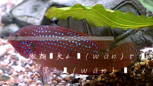 微粒貸欠2萬(wàn)5還不起了(微粒貸欠了三萬(wàn) 現(xiàn)在還不起了怎么辦)