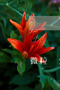 微粒貸欠4萬會上門嗎(微粒貸 欠4千多會上門嗎)