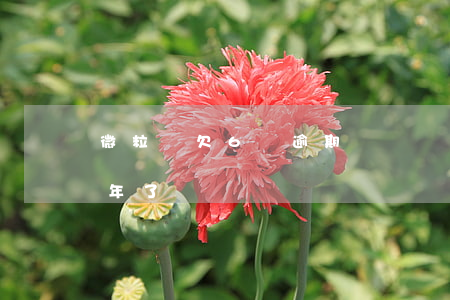 微粒貸欠6萬逾期沒錢還(微粒貸五萬逾期兩年了)