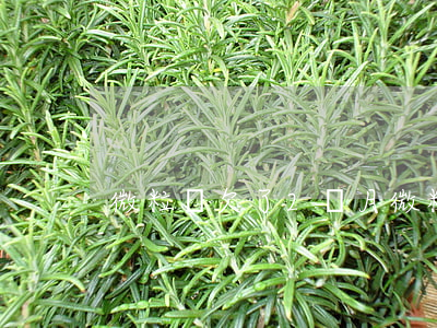 微粒貸欠了2個月(微粒貸拖欠多久)