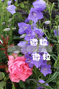 微粒貸欠了5萬還不了會(huì)怎么樣(微粒貸欠款5萬多還不了怎么辦)