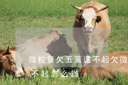 微粒貸欠五萬還不起(欠微粒貸5萬逾期了還不起怎么辦)