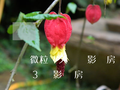 微粒貸欠兩萬影響房貸(微粒貸負(fù)債3萬影響房貸嗎)
