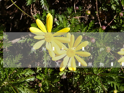 微粒貸欠四萬(wàn)多還不上會(huì)怎么樣(微粒貸幾千塊不還會(huì)怎么樣)
