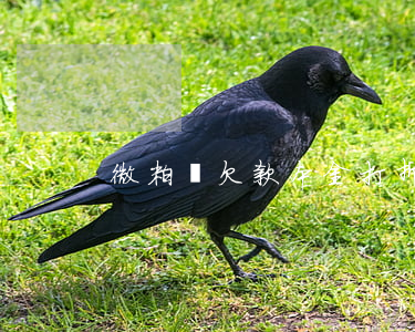 微粒貸欠款本金打折還款(微粒貸 部分還款)