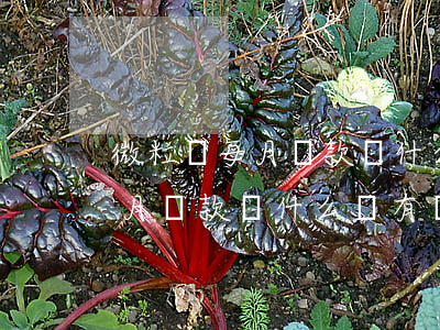 微粒貸每月還款為什么沒有額度-微粒貸每月還款為什么沒有額度了