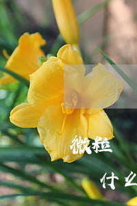 微粒貸為什么不可以零錢直接還款-微粒貸為什么不可以零錢直接還款了