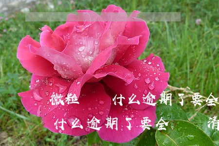 微粒貸為什么逾期了要全額還清-微粒貸為什么逾期了要全額還清呢
