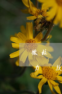 微粒貸無力還款如何跟平臺報備-微粒貸無力還款如何跟平臺報備呢