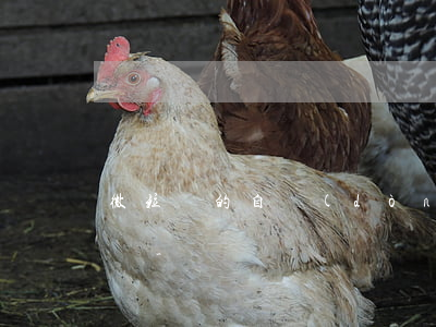 微粒貸的自動(dòng)還款功能怎么開啟-