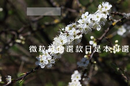 微粒貸的還款日是本月還是下月-