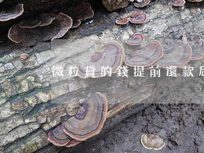 微粒貸的錢提前還款后能有用嗎-