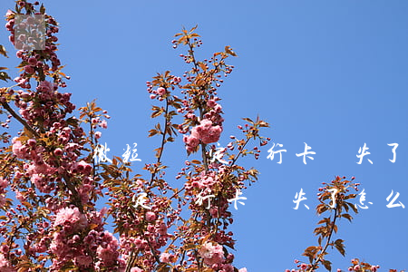 微粒貸綁定銀行卡掛失了怎么還款-微粒貸綁定銀行卡掛失了怎么還款啊
