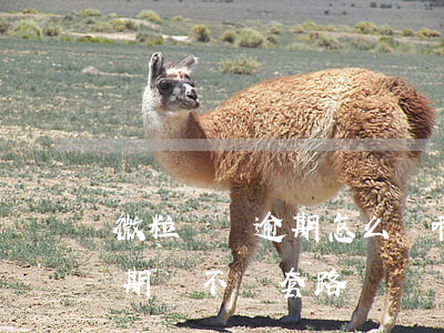 微粒貸說逾期怎么辦啊是真的嗎(微粒貸有逾期會不會套路)