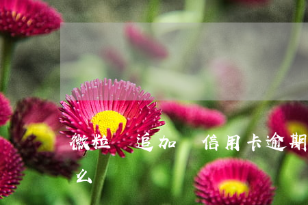 微粒貸追加貸（信用卡逾期微粒貸加貸可以做么）